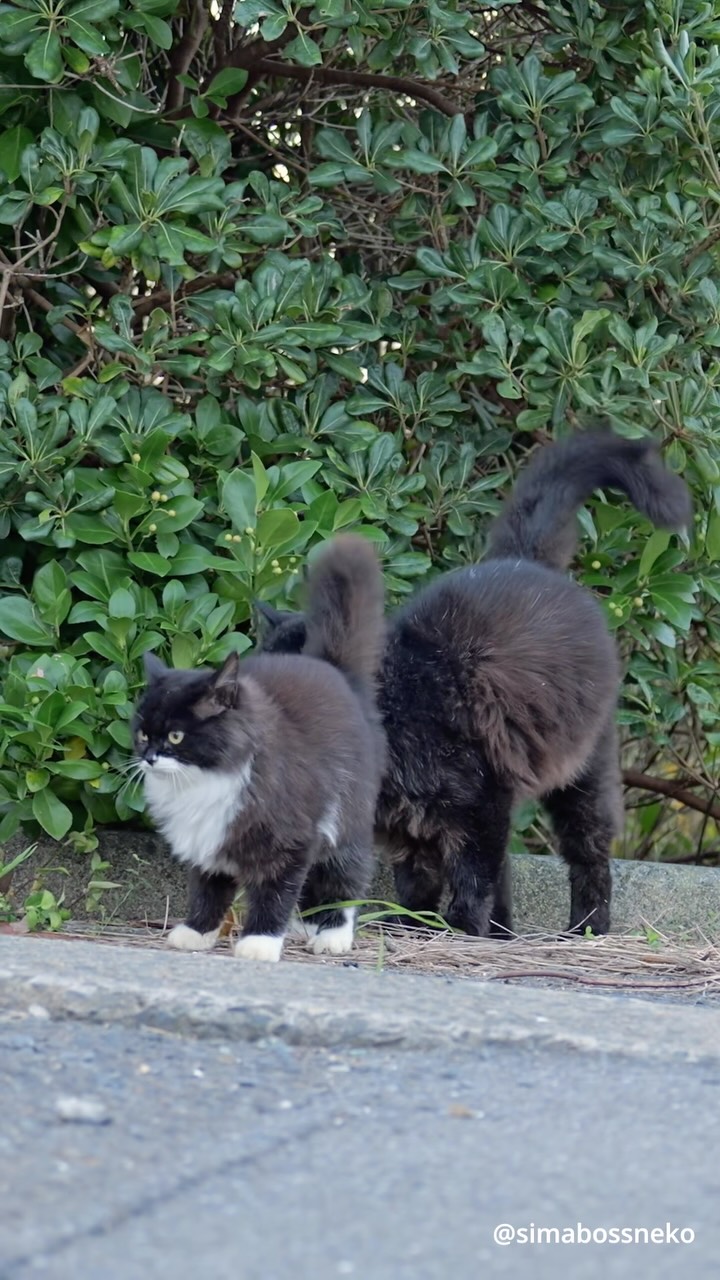 Simabossneko