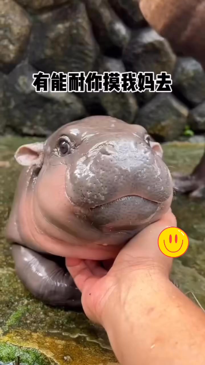 还是撸这玩意得劲儿 #搞笑配音[话题]# #搞笑视频 #搞笑 #funnyreels #funnyvideos #funny | 天天笑一笑 ...