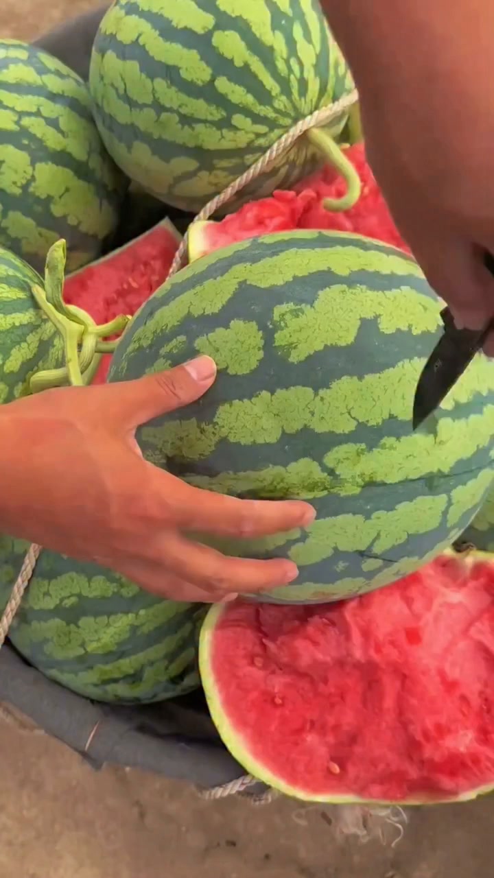 その他 Major Force water melon / field trip Watermelon 🍉 farming Fields | Zortrax Agriculture Corporation