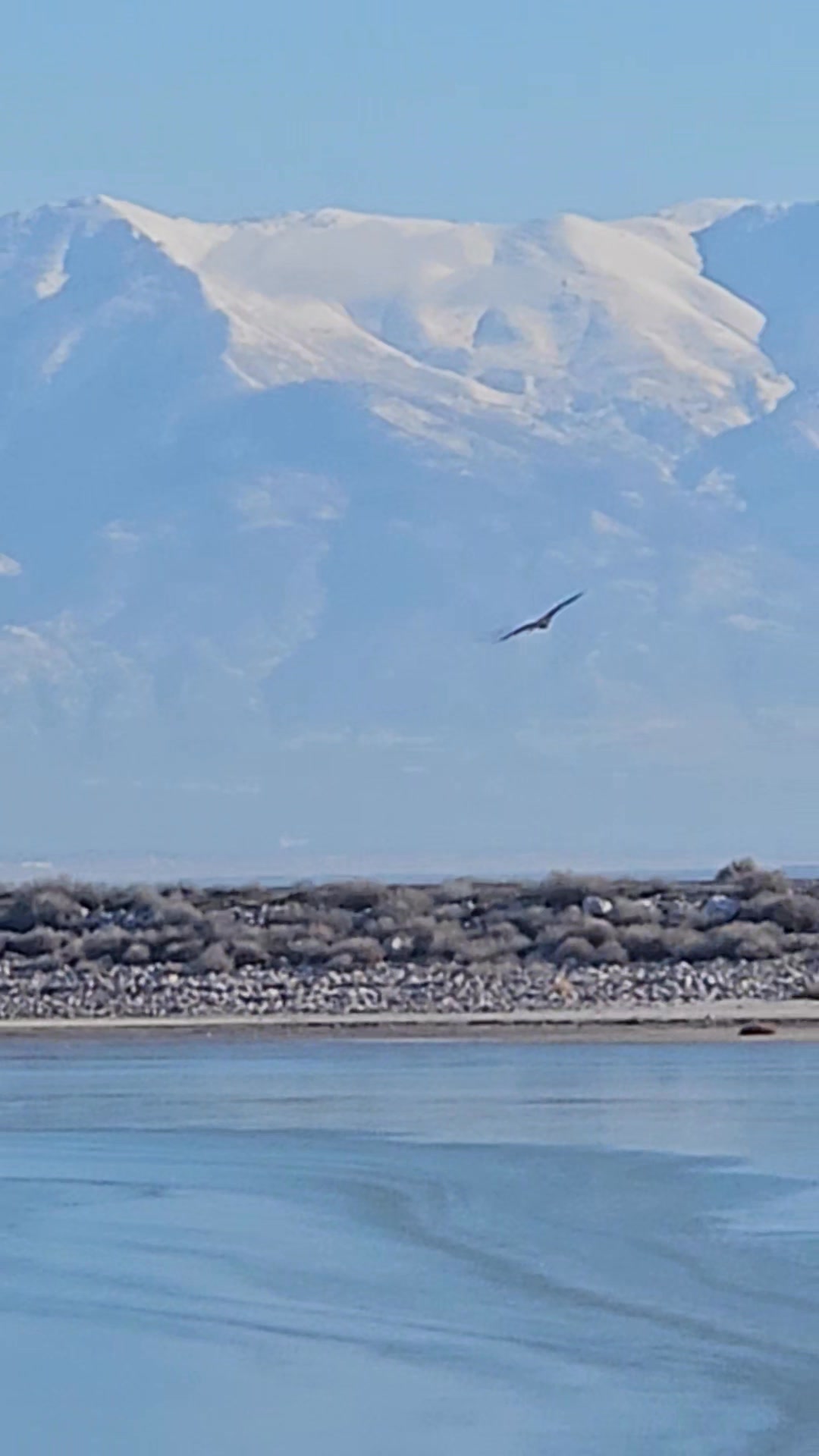 Baldy coming in for snacks | Benny Seethaler | Facebook