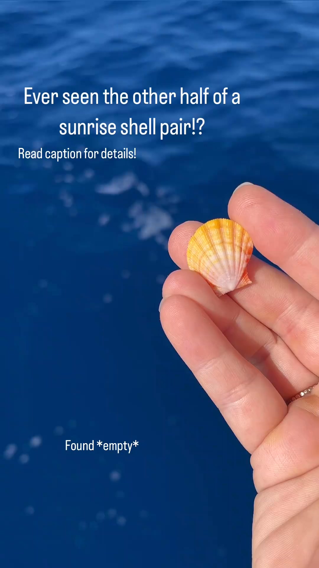Did you know that two sides of a sunrise shell are completely different ...