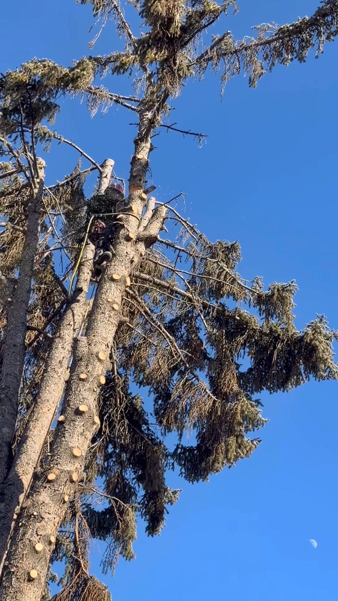 #slc Trees that need trimmed or removed?? Call (801) 928-0257 | Scenic ...