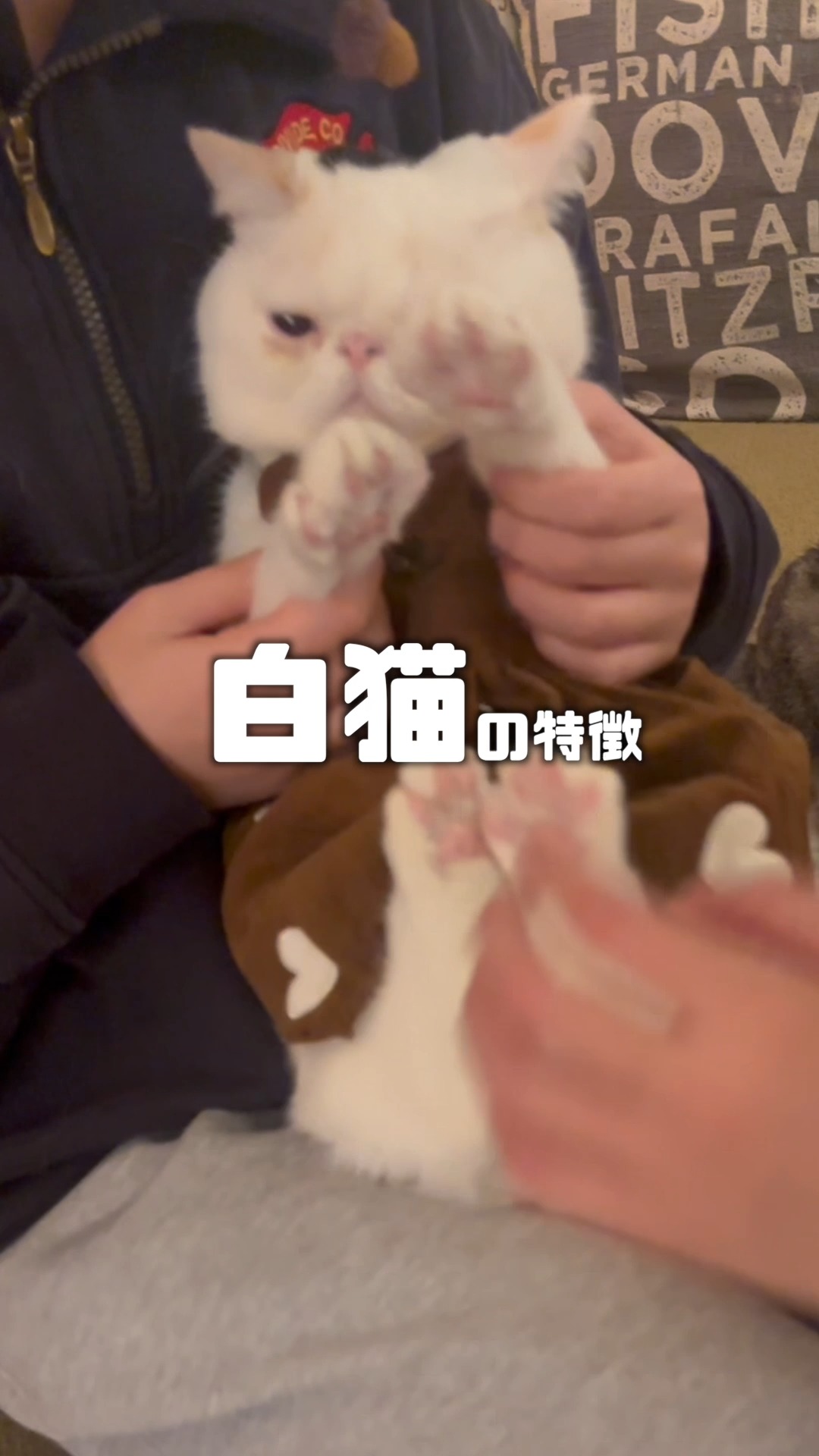 CAT CAFE MOCHA (@catcafemocha) • Facebook