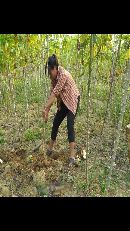 🌾🍚 Harvesting Cassava and Making Sticky Rice with Cassava #cassava # ...