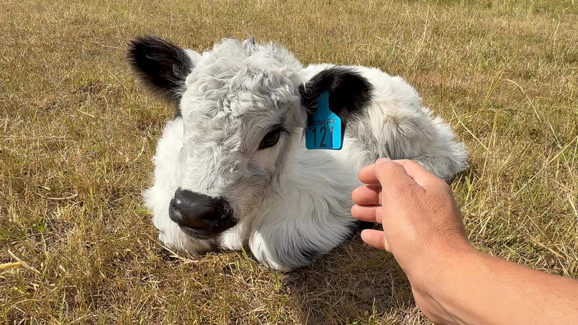 Cute, calm Chancy 🥰 | Mountain View Galloways | Facebook