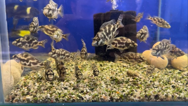 Turn your aquarium into a masterpiece with Livingstoni Cichlid fish.# ...