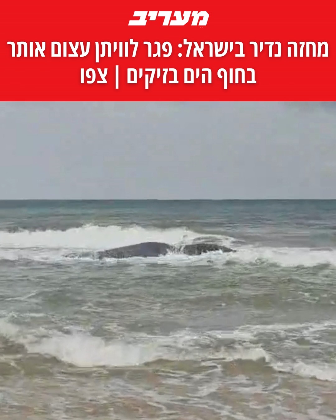 לוויתן ראשתן נפלט הבוקר לחוף הים בזיקים. 