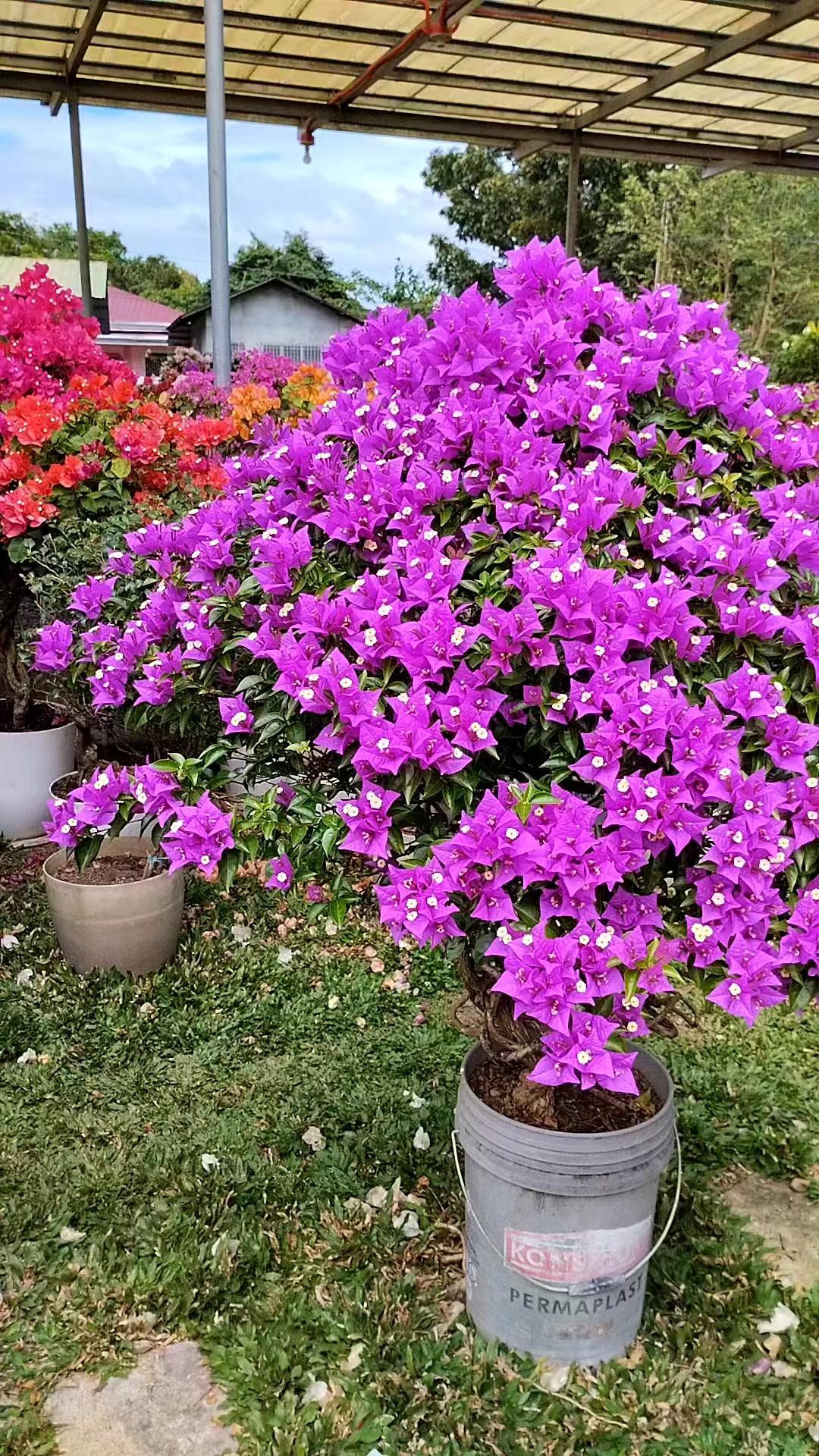 Annalyn Hernandez Garden 💐 #follower #Godblesseveryone | Annalyn GC ...