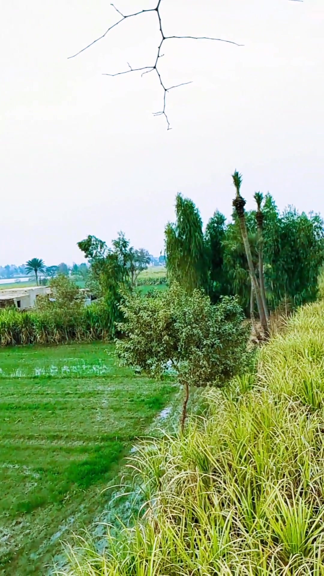 #villagelife #villagenaturalbeauty #villlage | Deehat Rang | Facebook