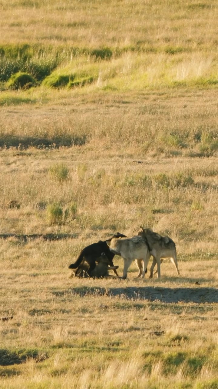 Wolf Watcher rant. Over the last week I was in the backcountry of ...