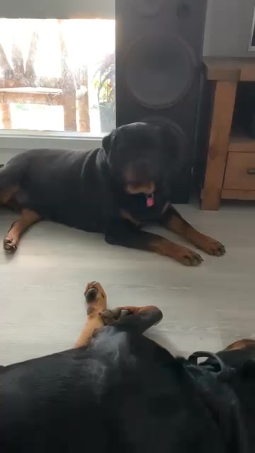 Growler Rottweilers on Reels | Facebook