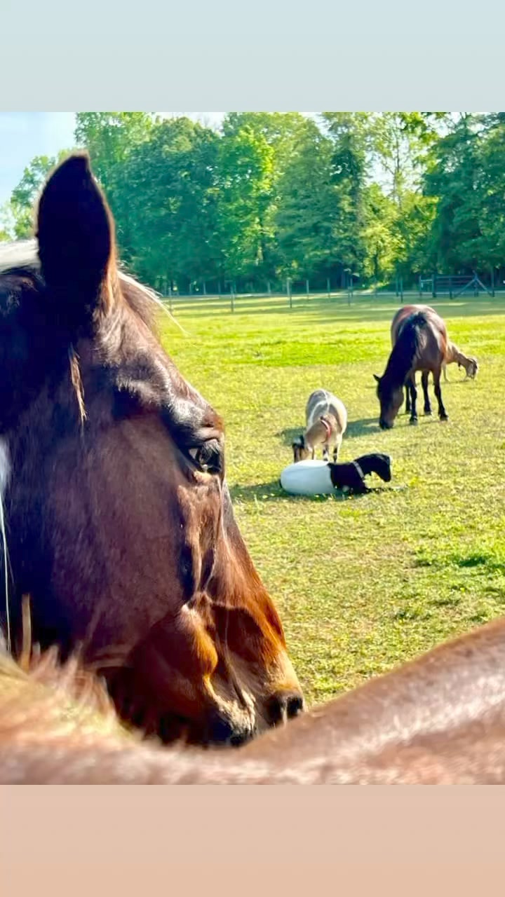 Timberline Ranch LLC | Smithfield VA