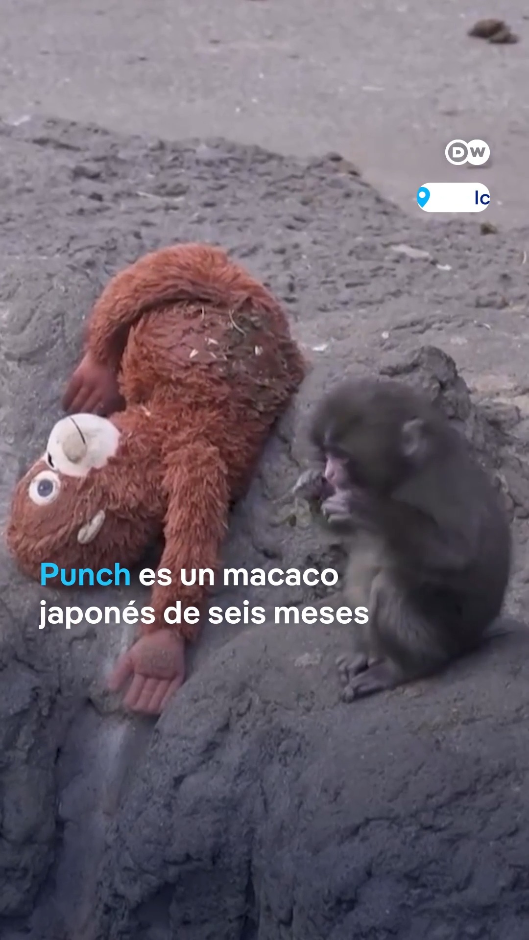 Como el peluche ayudó al mono bebé - El fenómeno de “Punch” Punch, un ...