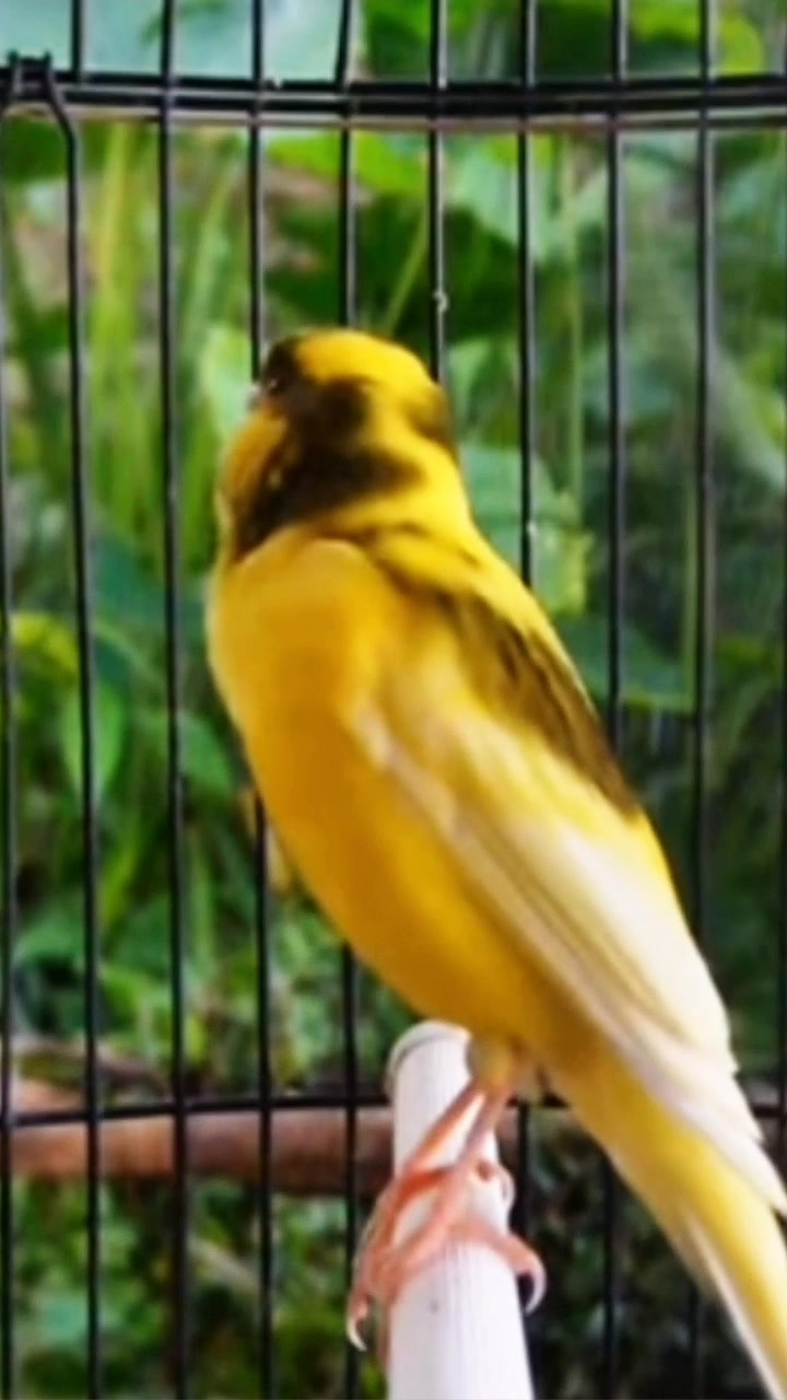 Photo inspiration: Canary Vocal Learning And Memory Reference: O Canário Tem Uma Voz Doce E Constante Canario Canarias