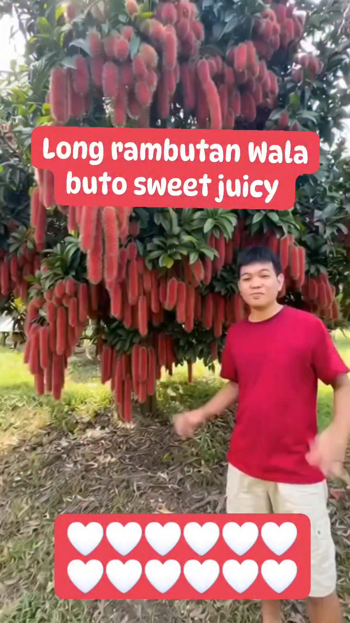 Long rambutan na wala buto #fruits #fbpost2026シ #AlgorithmBoost #fbyシ ...
