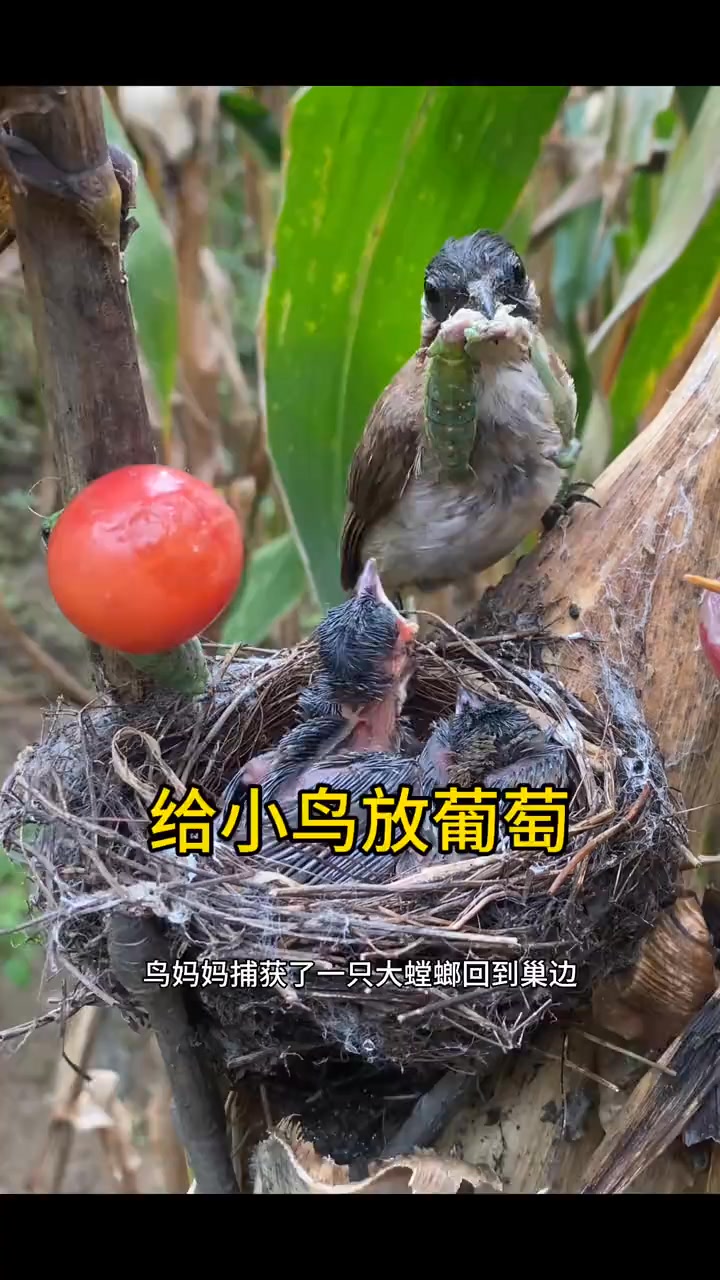 給小鳥放點葡萄它們會吃嗎？ 神奇的鳥類 | 小翠鸟动物摄影 | Facebook