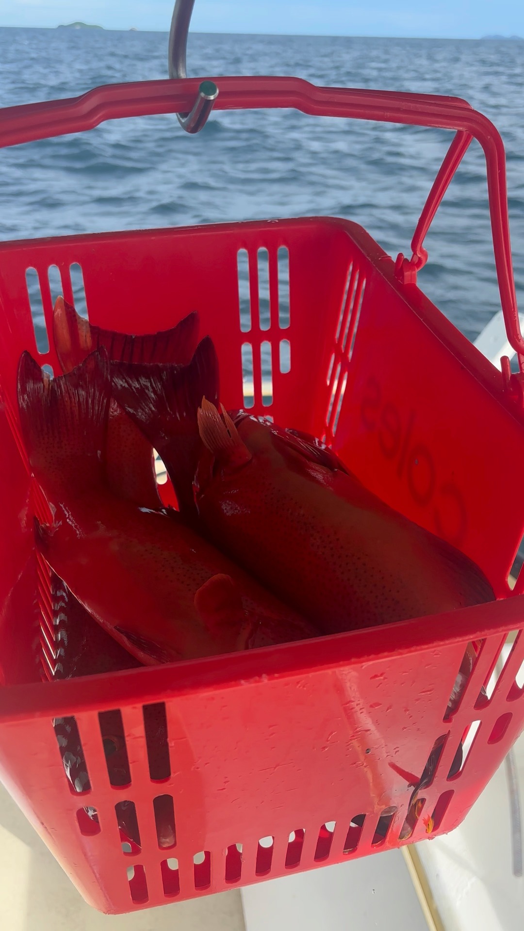 Public jetty Port Douglas - 28th February! *often coral trout will ...