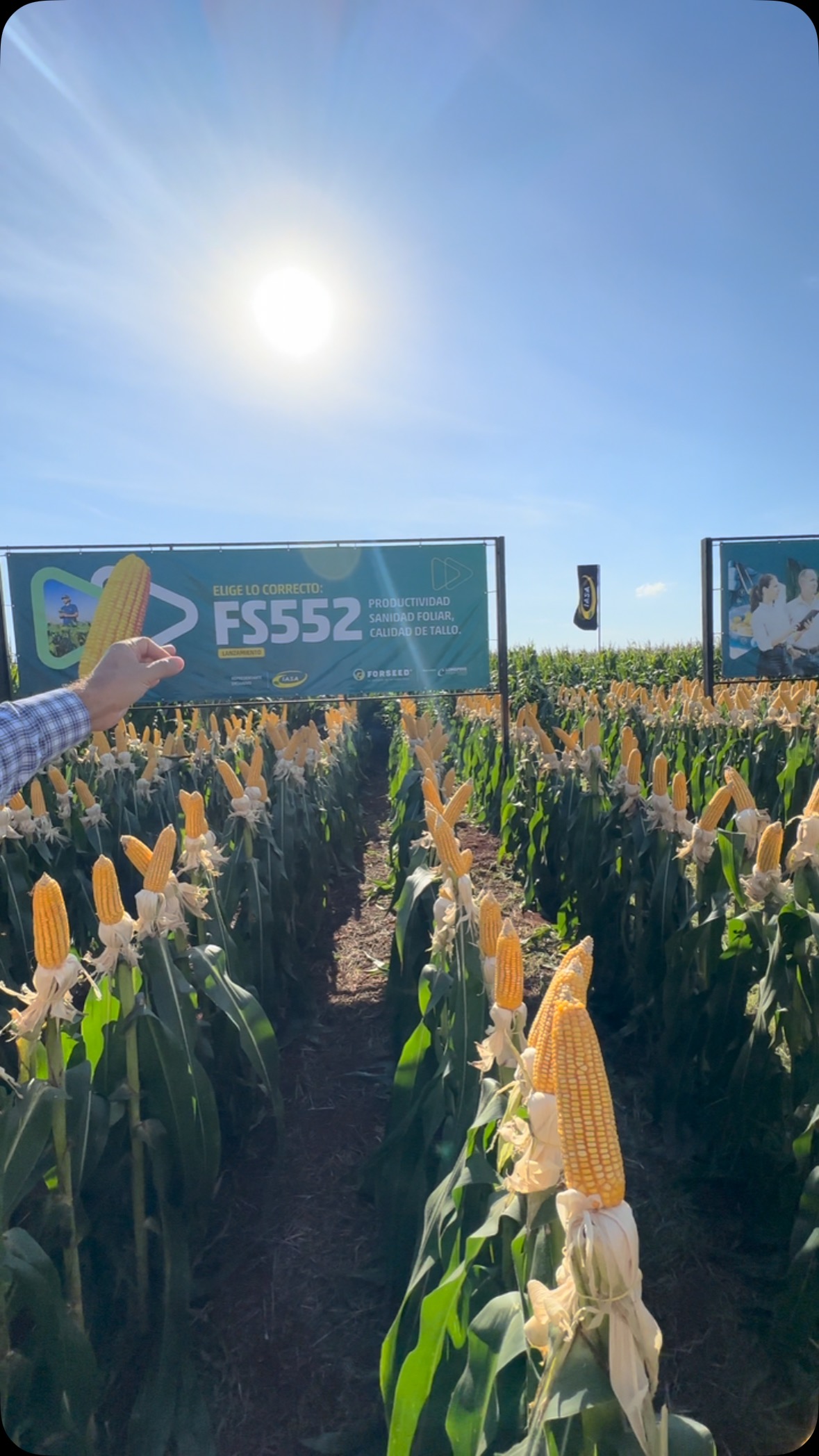 Estamos en el día de campo Forseed de Iasa conociendo las novedades y ...