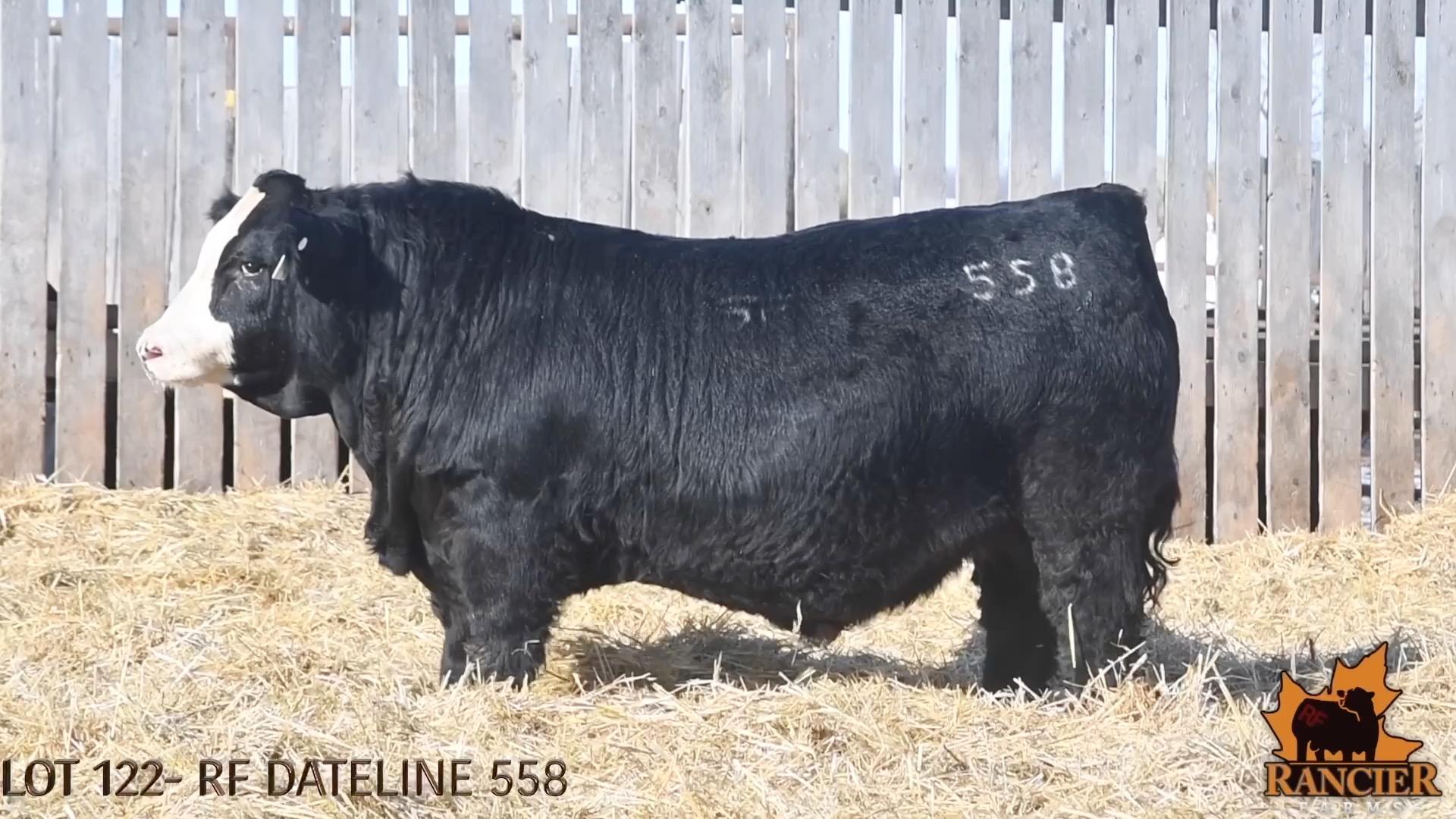 Chrome, Baldies, Blazes, or call it a Premium on your calves when you ...