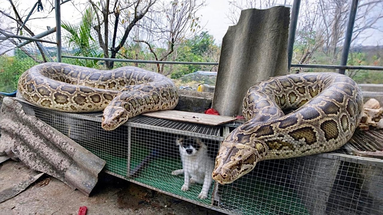 A group of hunters rescues a dog that was attacked by two giant pythons ...