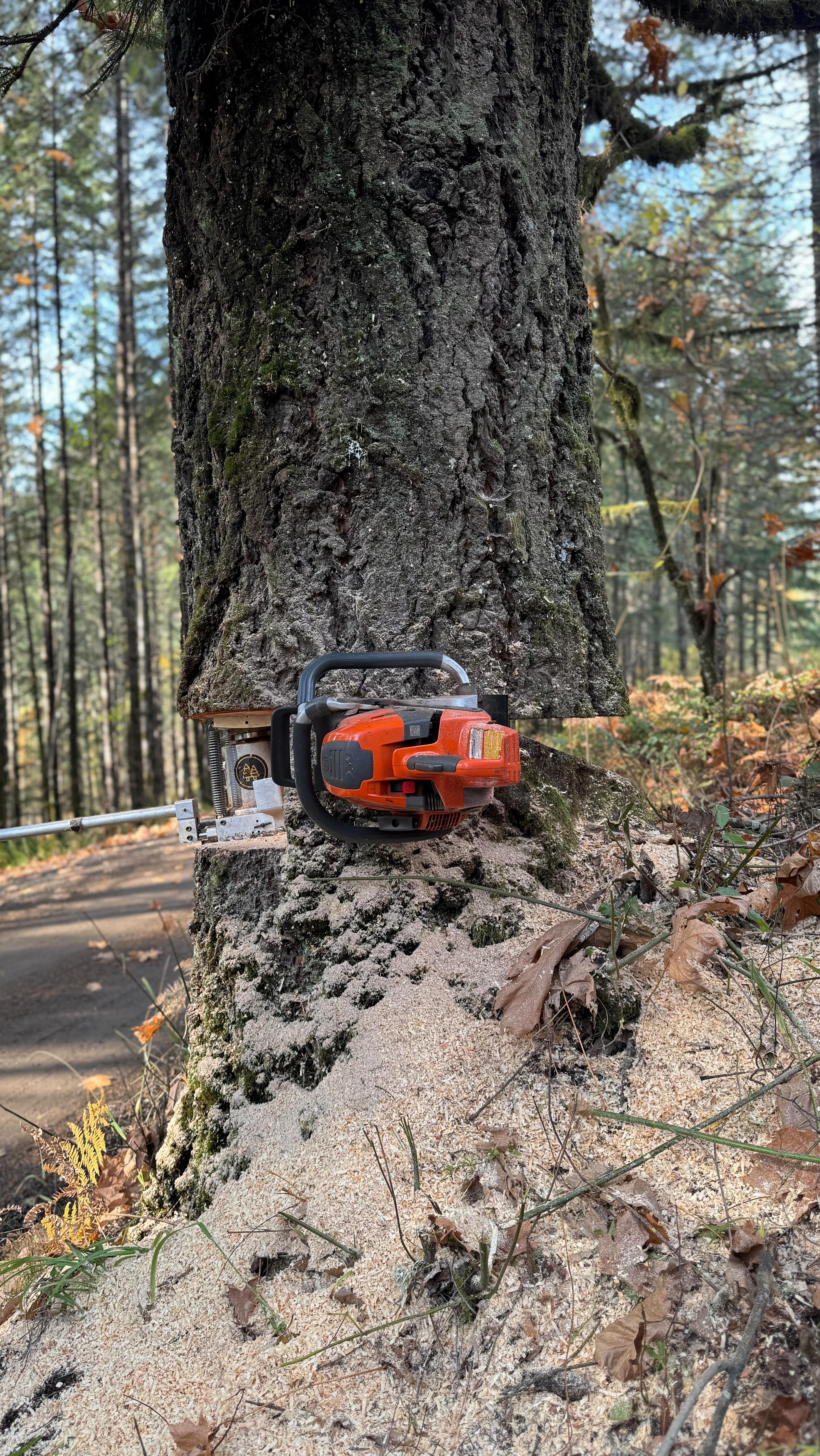Jacking a tree with a tree jack! Simple, safe, controlled. Thinking ...