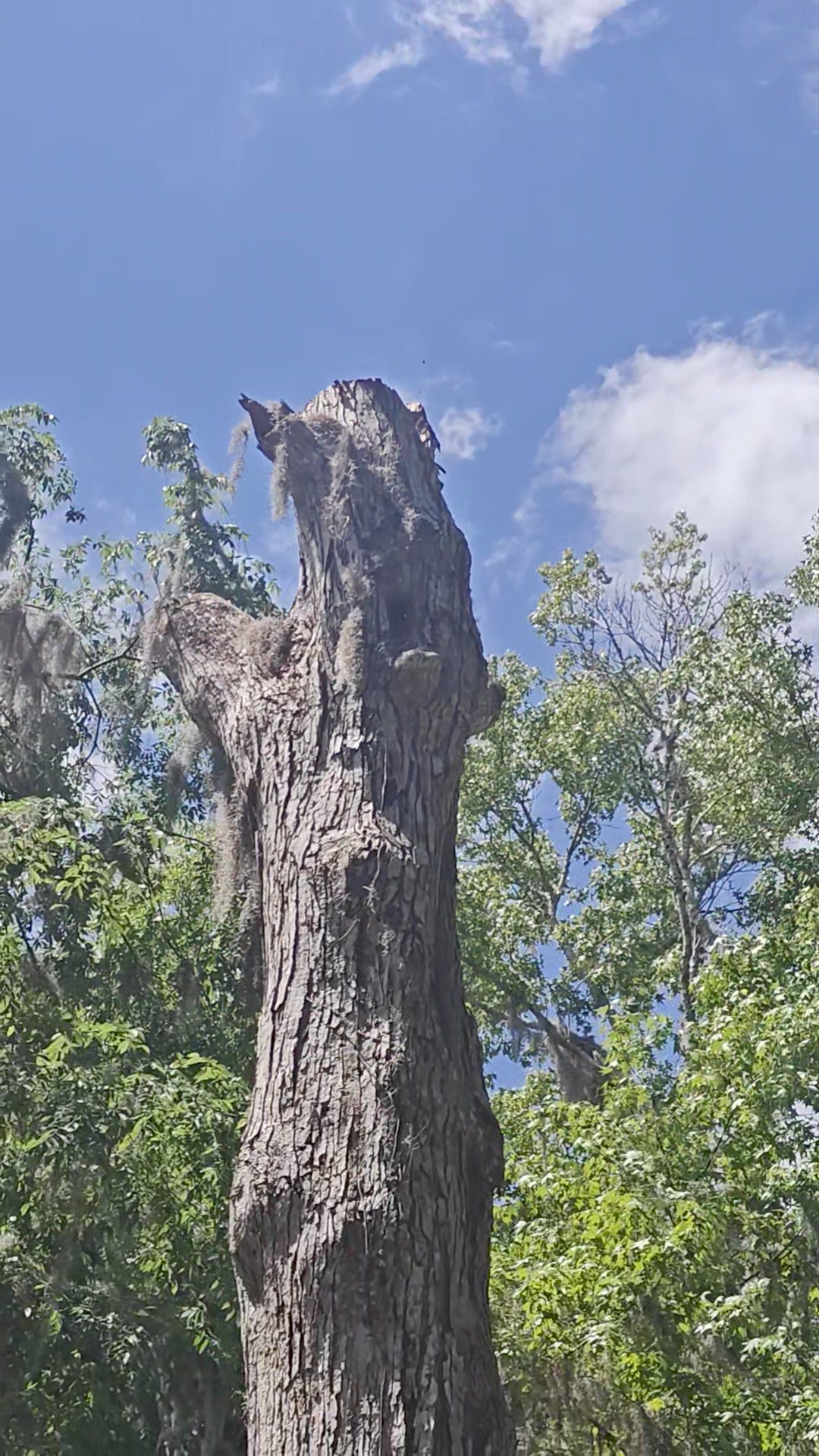 Always Trimming Tree Specialists | Ocala FL