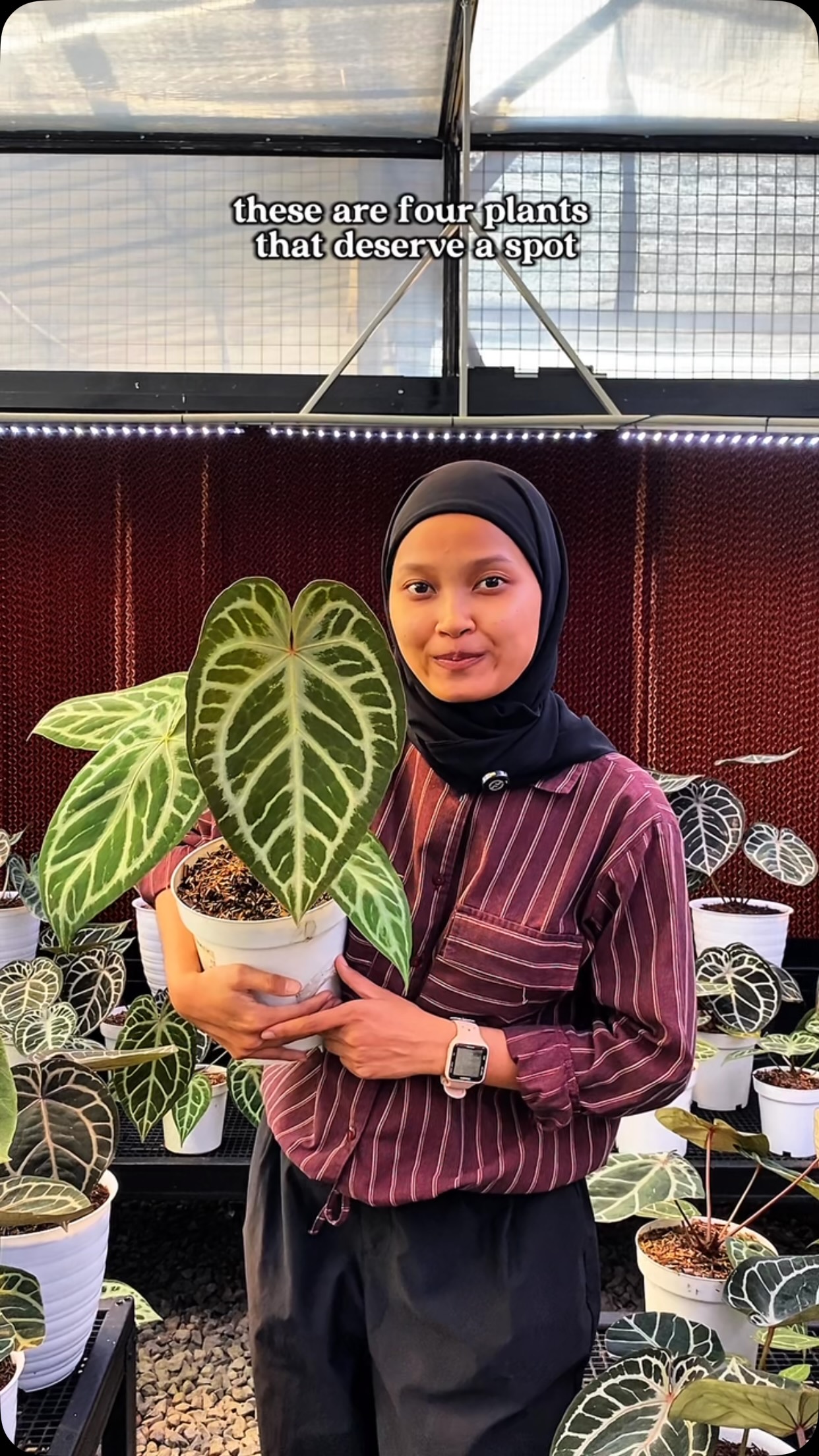 Anthurium Dorayaki Silver x SKG Pink Lemonade. It has the best of