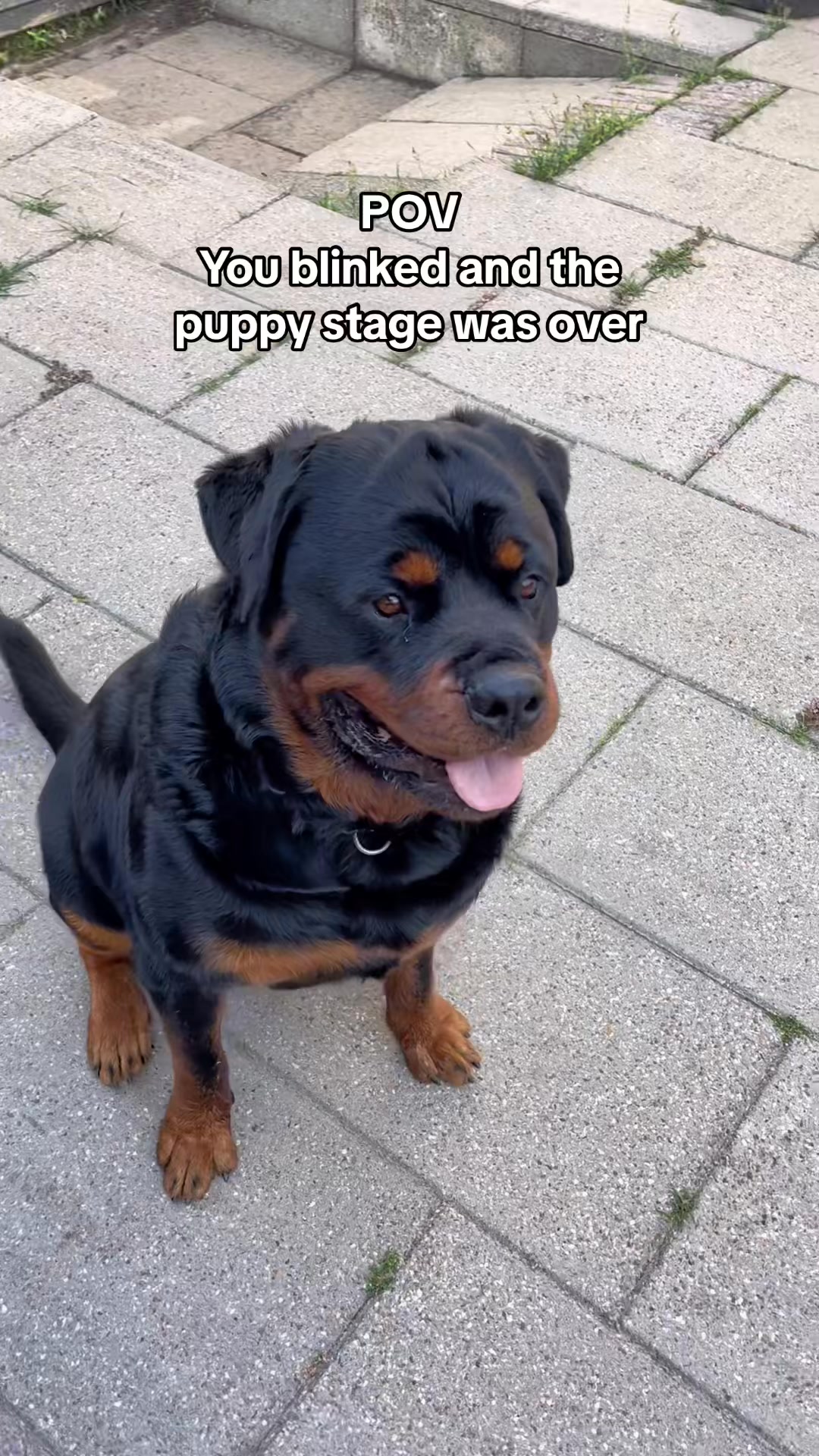 I’m not crying, you are crying🥺 #rottweiler #dogsoftiktok #fyp #dogs # ...