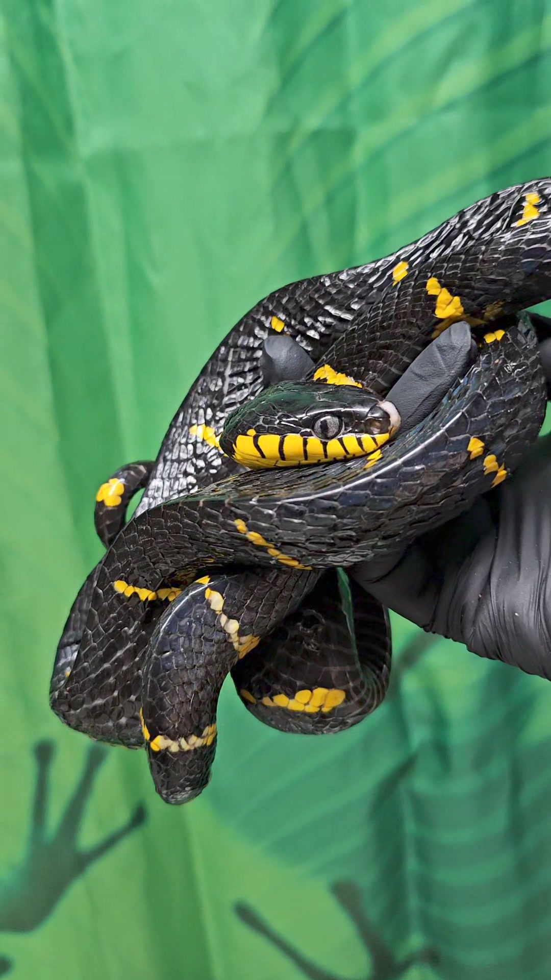 🖤💛🖤💛🖤💛🖤💛🖤💛🖤💛🖤💛🖤💛🖤 How amazing is this Mangrove snake (boiga melanota) Mangroves are a spicy snake for more experienced keepers. Although they are incredible to look at, they do have a temper