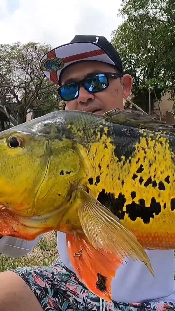 sedona reel shimano FI Spin Water Type__Inshore OVERSTOCK Diamond Series Blue/Silver Size:TS116Y 36X38 even during long fishing