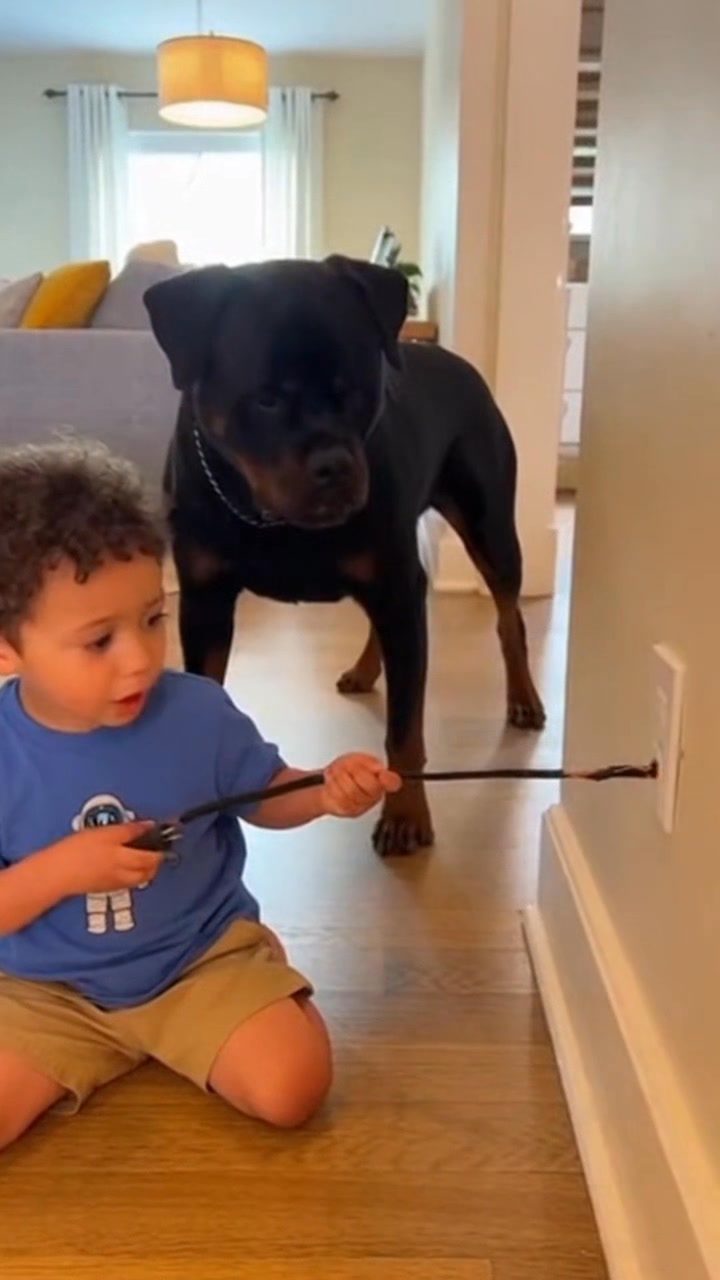 Rottweiler save the baby from electric shock 😮😭 : #rottweiler # ...