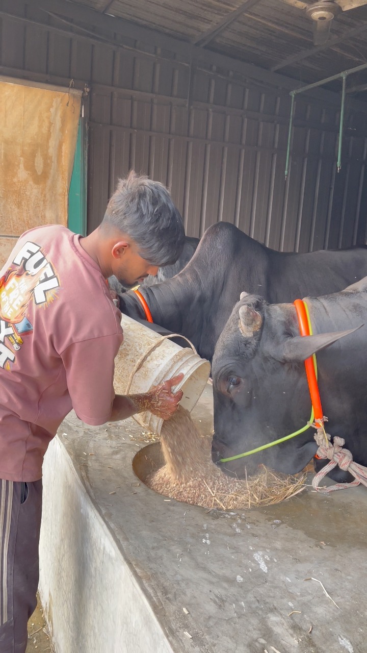 The shepherd's daily work is very nicely feeding the bulls with grain ...