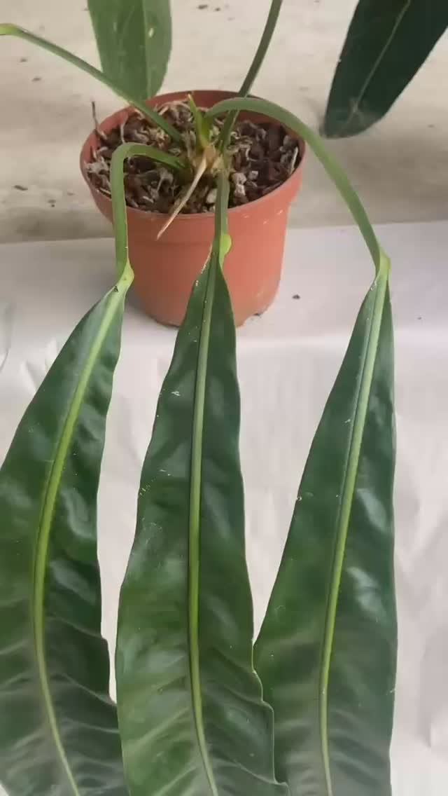 🌿 Anthurium sp. Morona 🇪🇨 Native to Morona Santiago, Ecuador