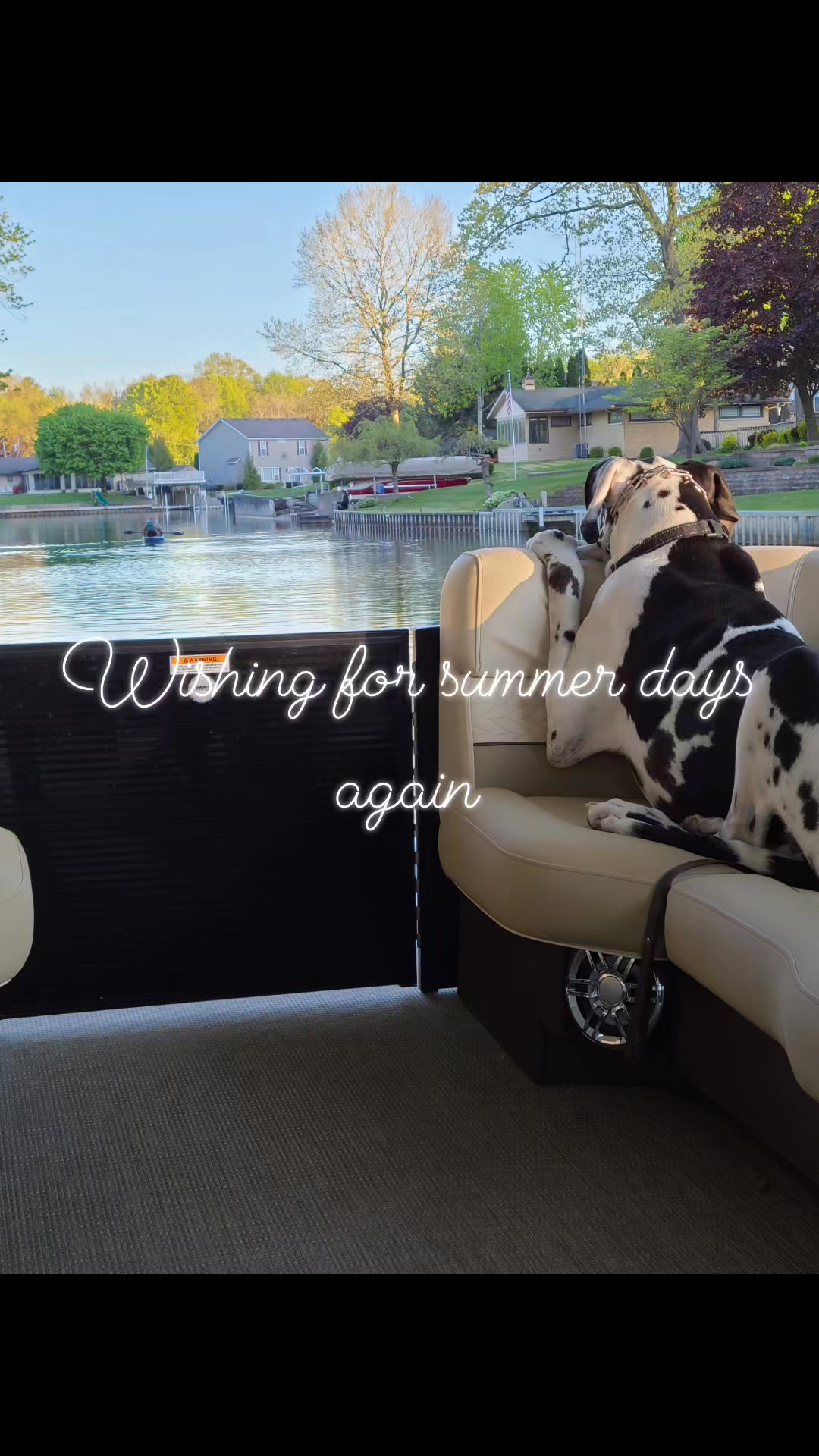 Missing the summer time boat rides #rescuedog #greatdanelove # ...