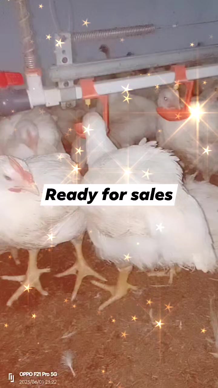 Poultry industry of Pakistan | Multan