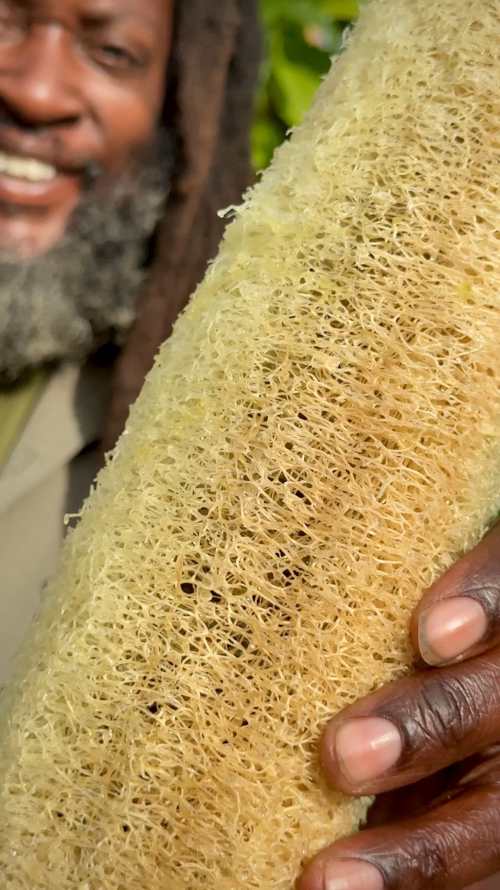 Say goodbye to plastic sponges for good 🧽🌿 These Luffa Gourds grow all ...