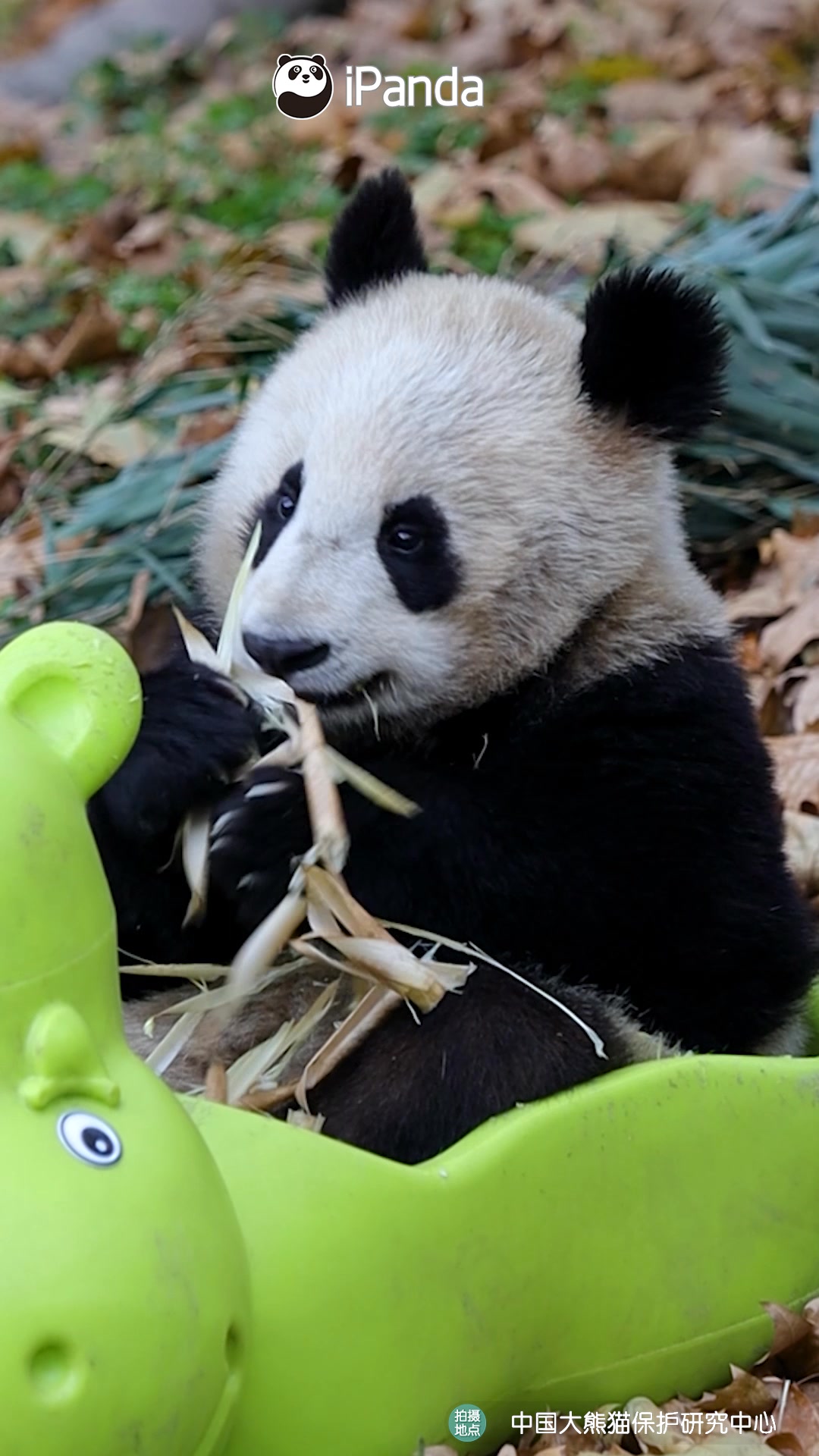 Bamboo shoots are filled in my belly, only skin left on my belly. (Fei ...