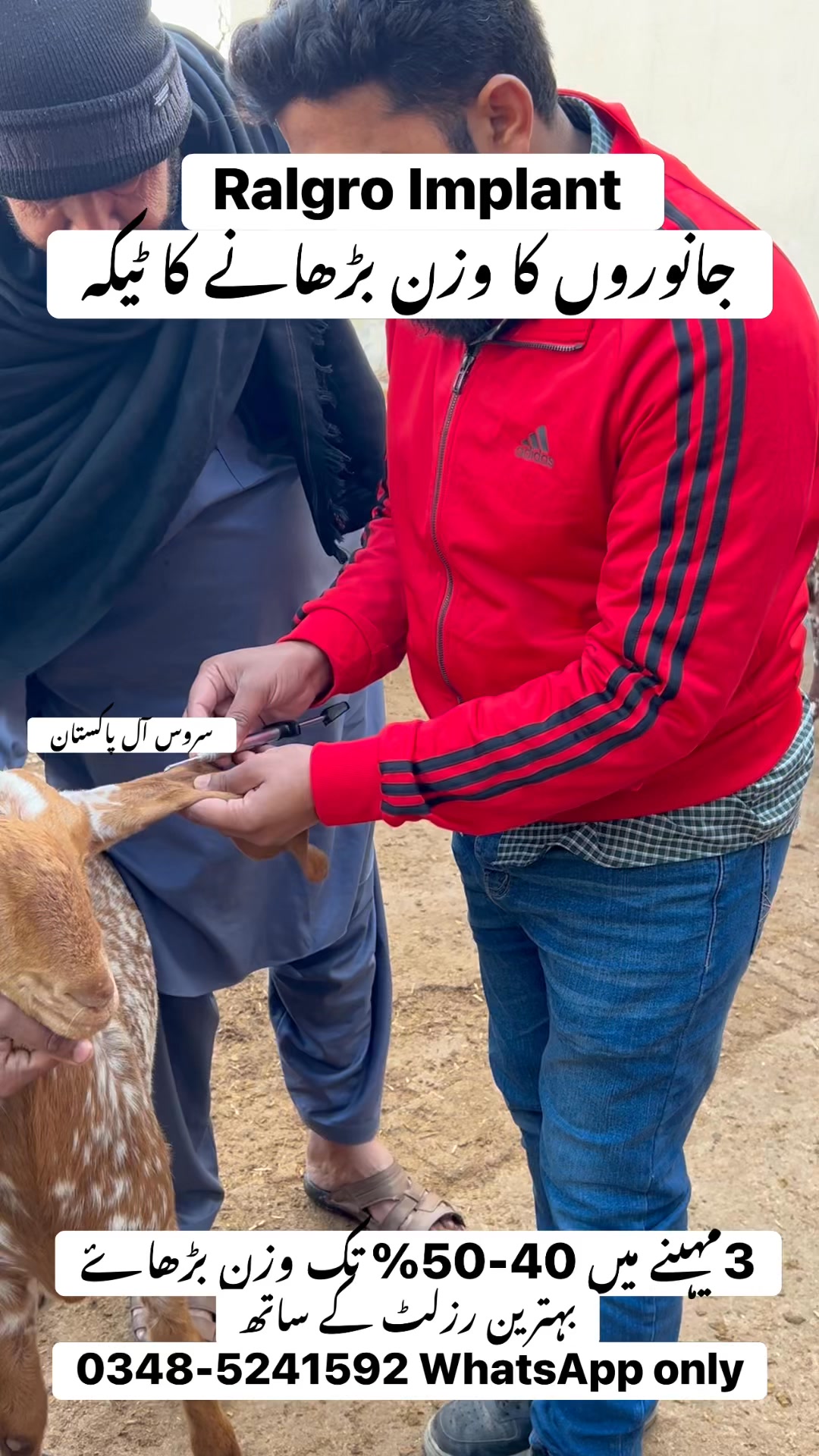 Ralgro Implantin buck جانوروں کا وزن بڑھانے والا انجکشن Dr Talha ...