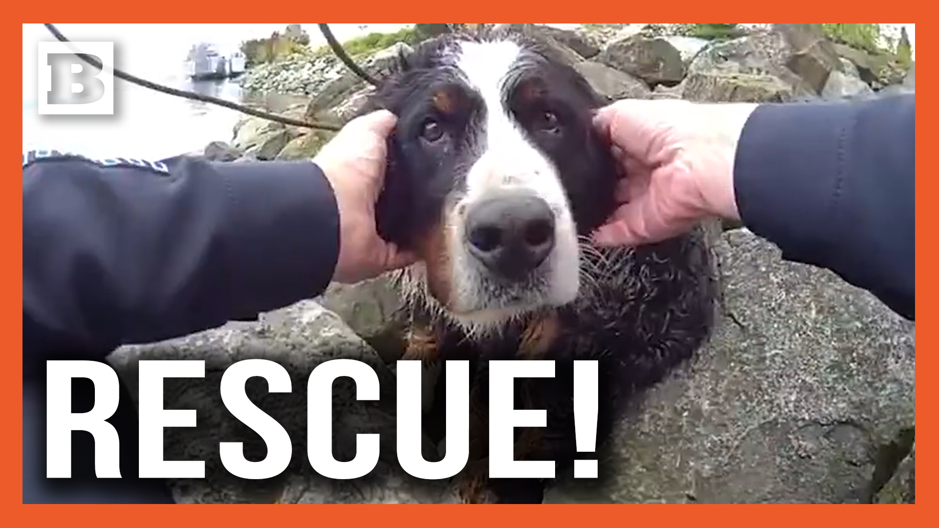 Dog on the rocks? The Tacoma Police Department rescued a lost dog who ...
