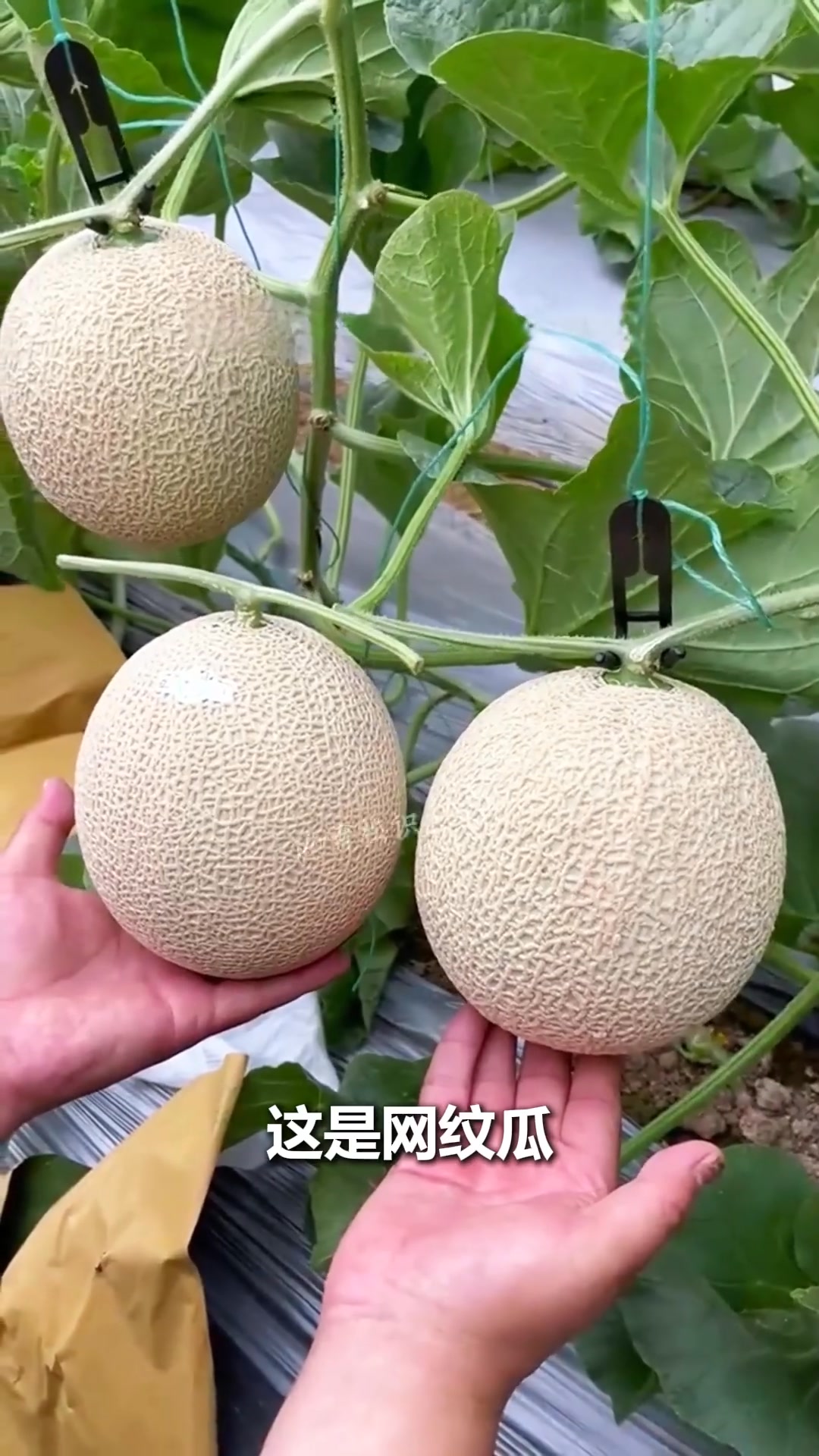 分享21种不同的瓜，看看你都吃过几种？#瓜 #南瓜 #新鲜采摘 #甜瓜 | 中草药植物 | Facebook