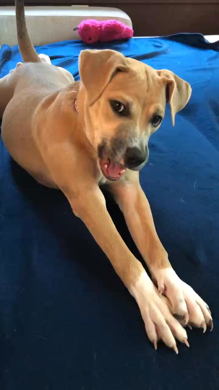 Do we bite it?? Or lick it? | Korra the underbite pitty | Facebook