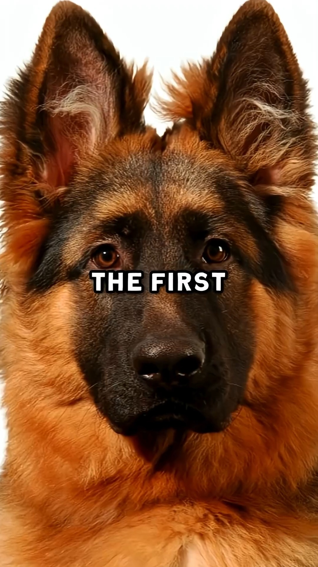 Joe Rogan Explains the Evolution from Wolves to Dogs #shorts | Lone ...