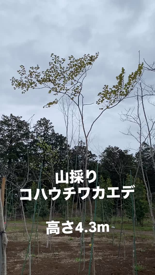 山採りコハウチワカエデ単木 高さ4.3m 店舗受取限定品 一点限りです お