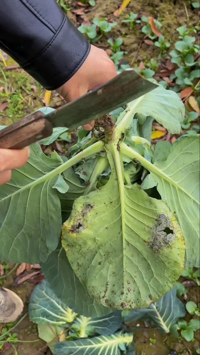 What's this? Fruit or vegetable? 🥬🔪🔊🤔 #fruit #vegetable #lahana # ...