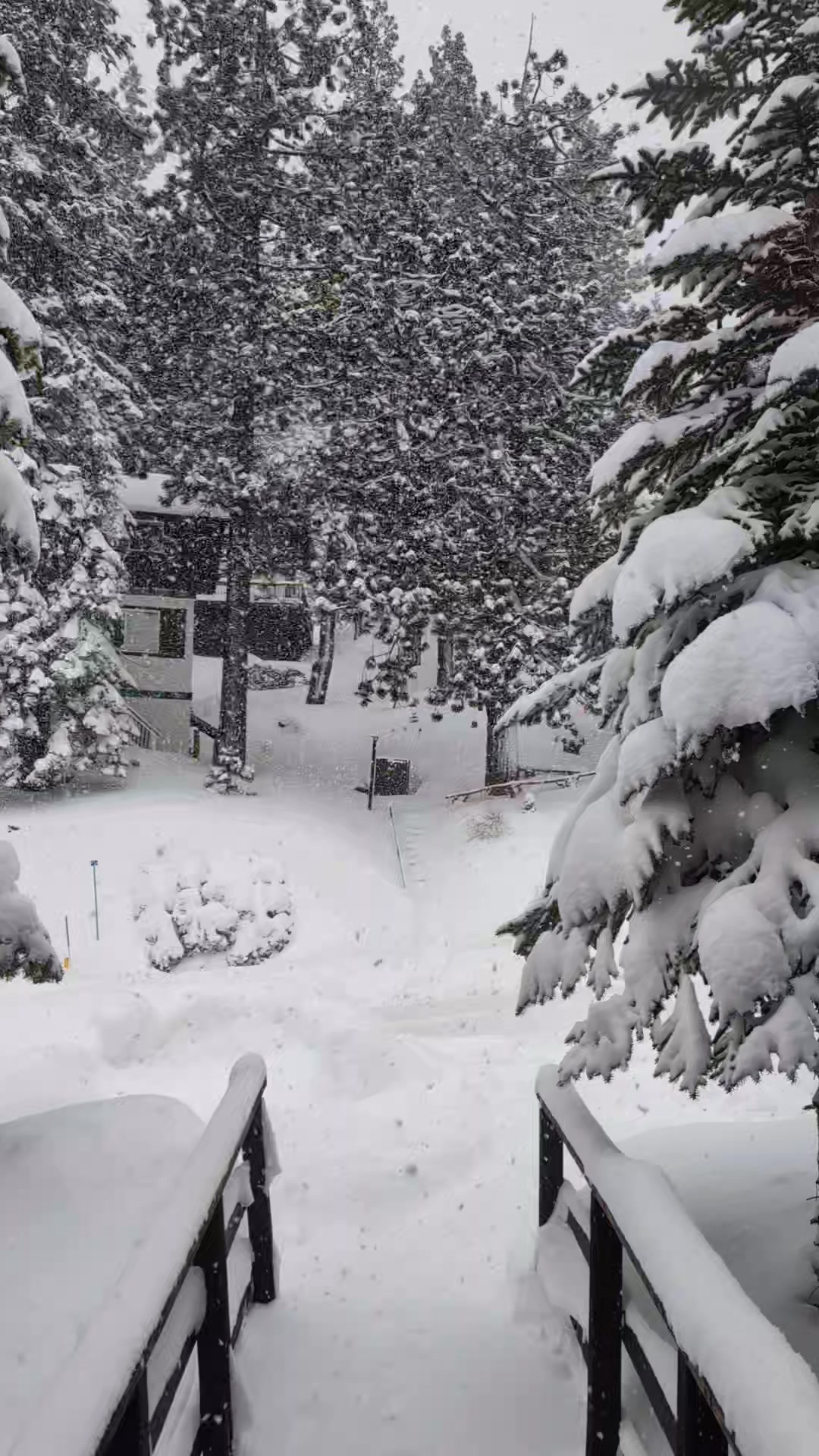 It is snowing again today! | Lake Tahoe PhotoGuide | Facebook