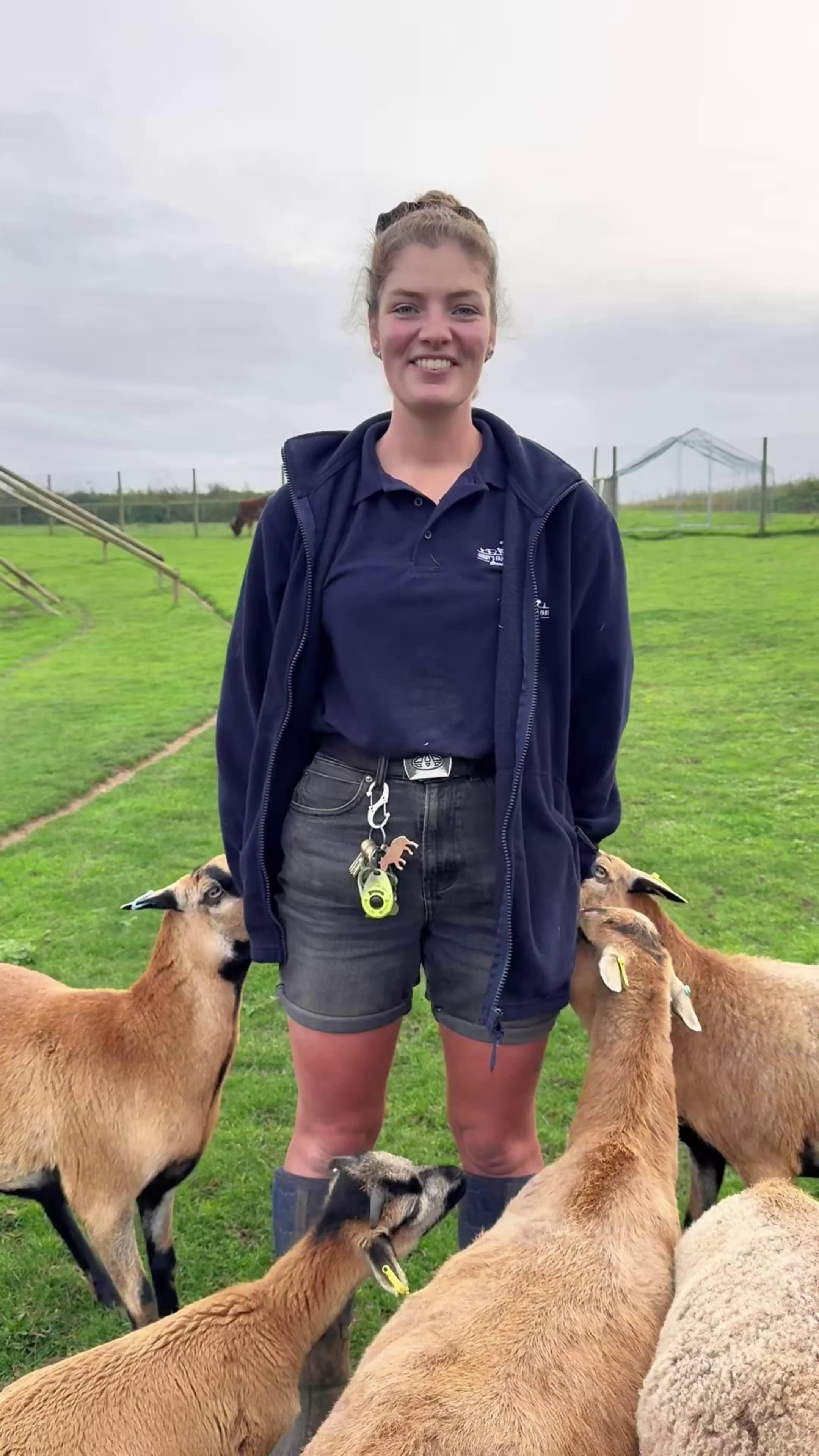 Ranger Holly tried ignoring our Cameroon sheep just to see what they’d ...