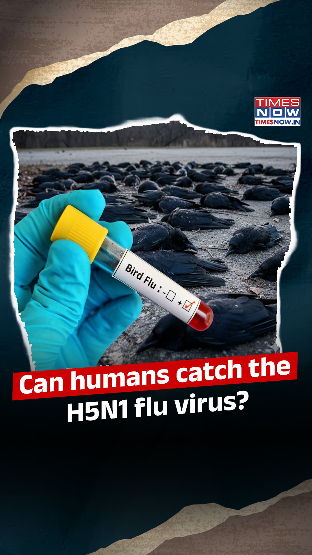 Dead crows in Chennai test positive for the H5N1 virus, or bird flu ...