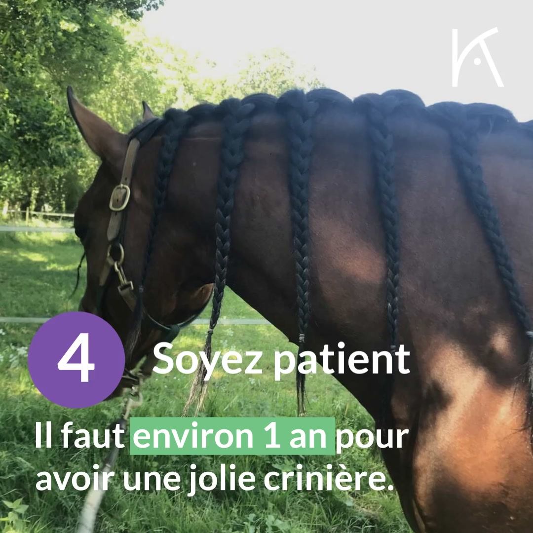 Comment Faire Pousser Les Crins De Son Cheval