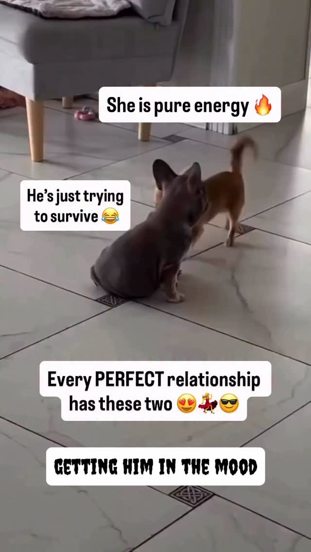 Only Paws Fans on Reels | Facebook