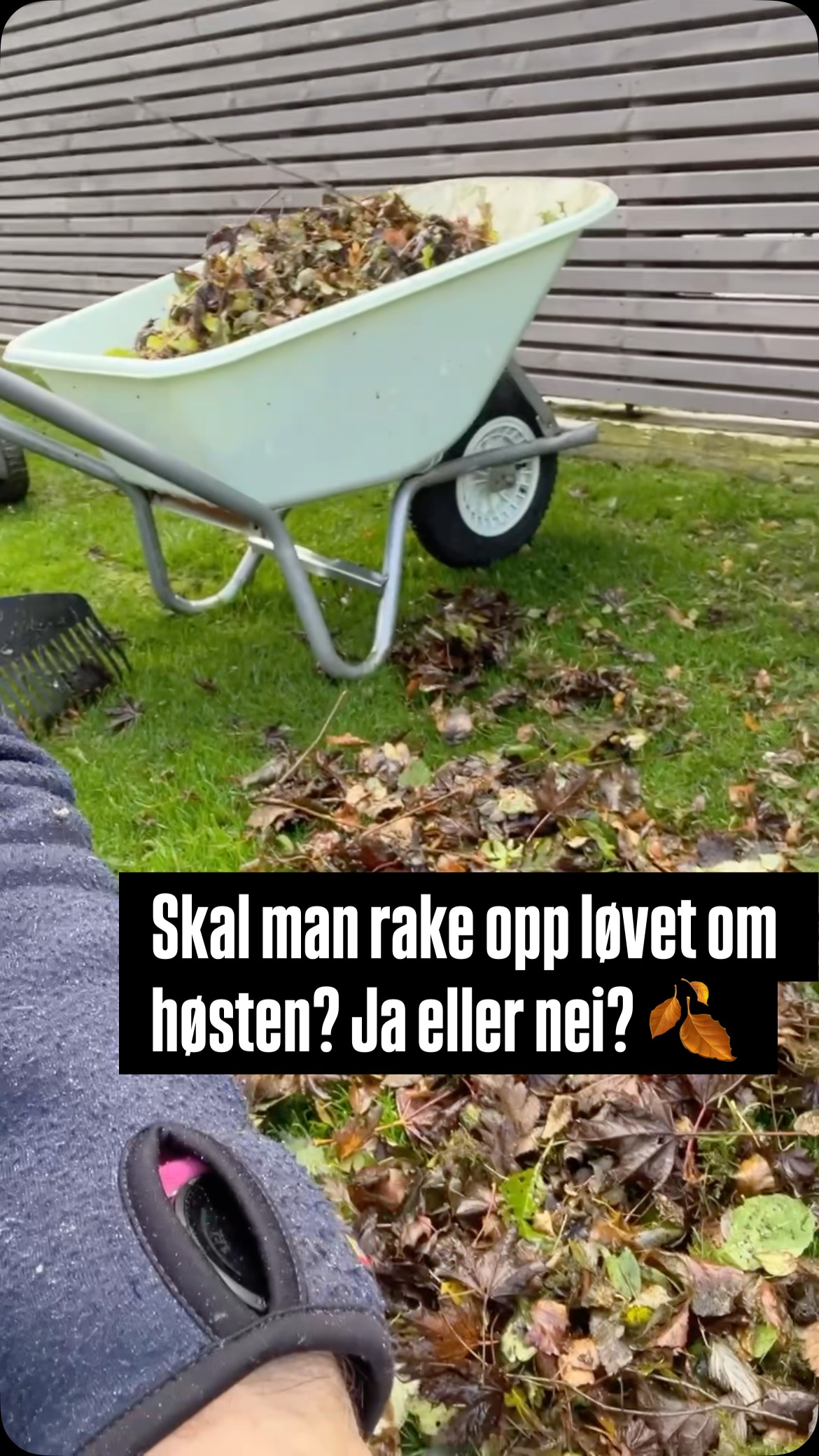 Mange lurer på om man skal rake løvet om høsten – og svaret er ja, på ...